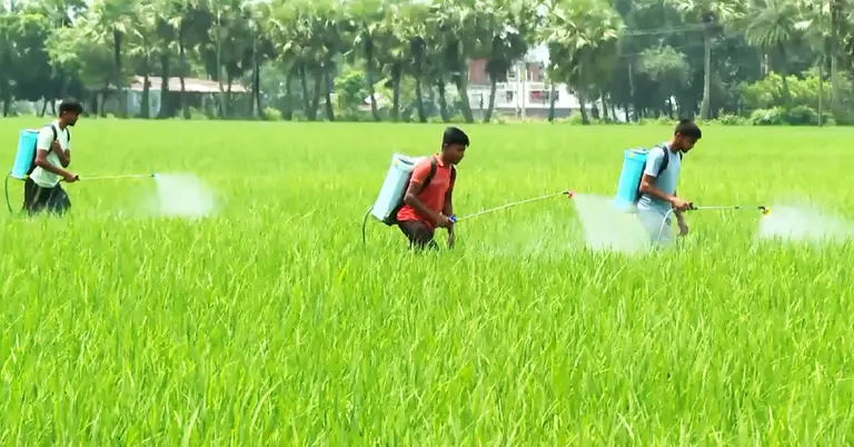 জমিতে সার প্রয়োগ করছেন কৃষক